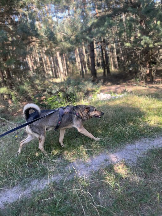 Brutusek bardzo lagodny piesek