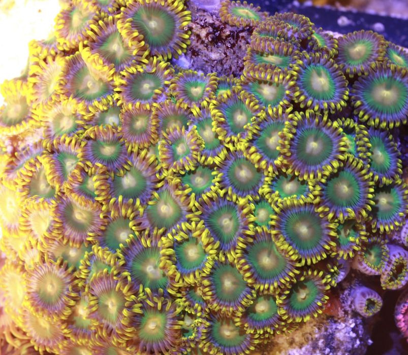 34 Zoanthus Green Bay Packers PROMOCJA 25 GLOWEK w cenie