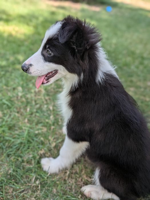 Border Collie Suczka Badania Genetyczne