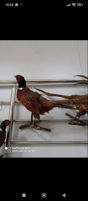 Фазани і сови гарна вичінка