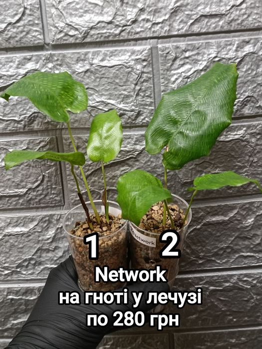 Калатеи "Bella Carlina", Lancifolia, Orbifolia, Network, Fasciata