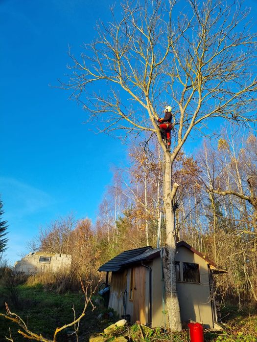 Wycinka drzew frezowanie pni koszenie bijakowe ArborAlp