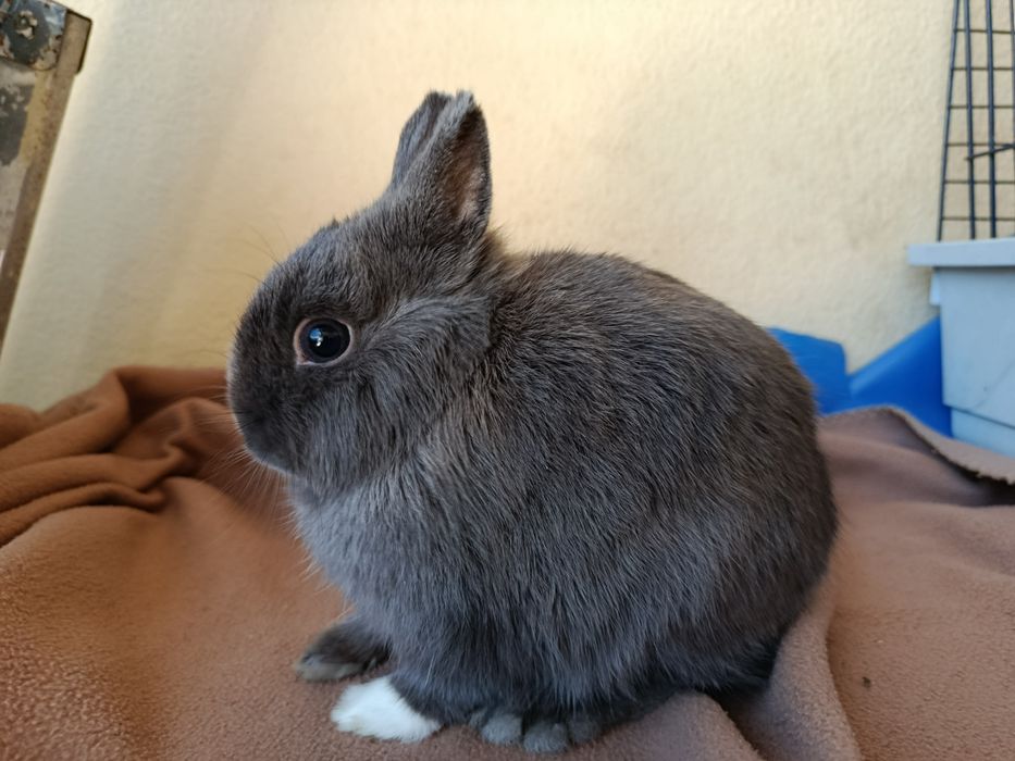 Vendo coelhos holandês anão com 2 meses