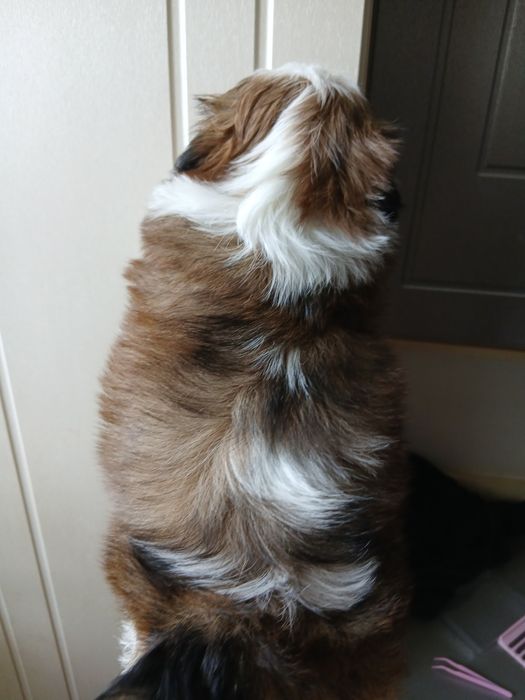 Хлопчики  ши-тцу