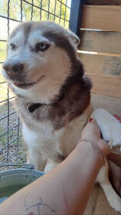 Хаскі, дівчинка в хороші руки