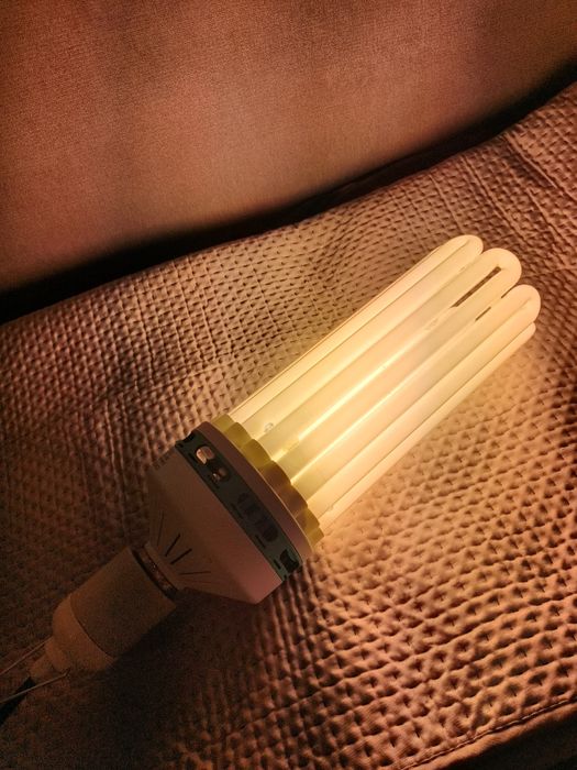 Żarówka CFL 250W na kwitnienie