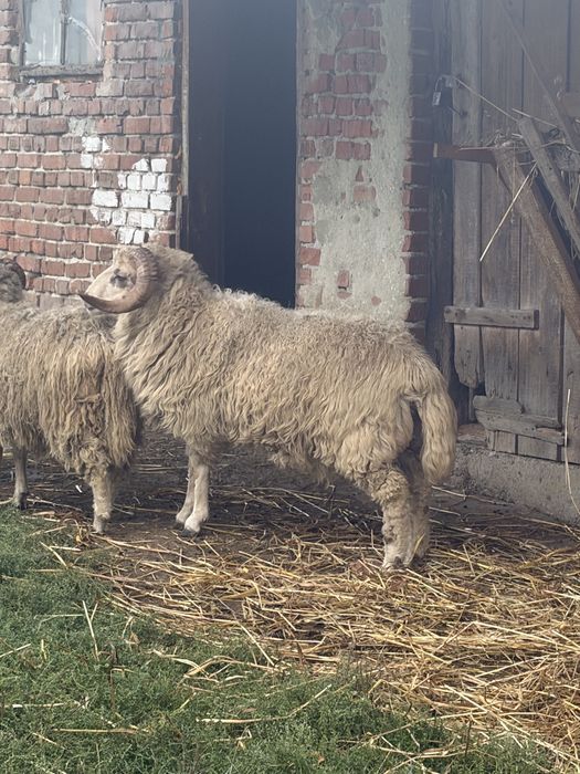Продам барани, лютневі