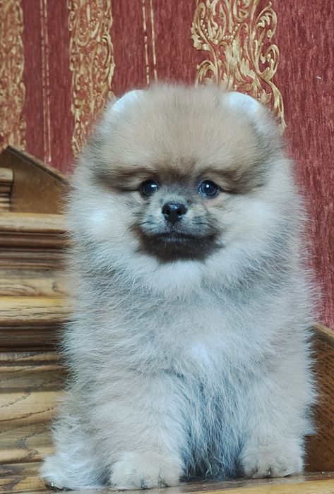 Неймовірний хлопчик