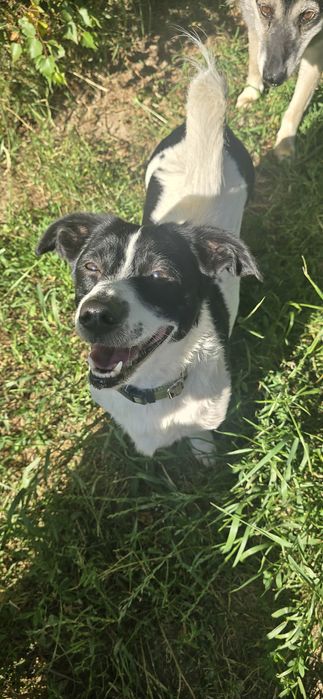 2 letni samiec 10kg niskopodłogowy