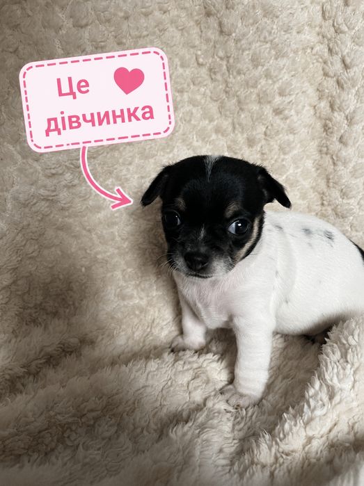 Народились чарівні цуценята чіхуа