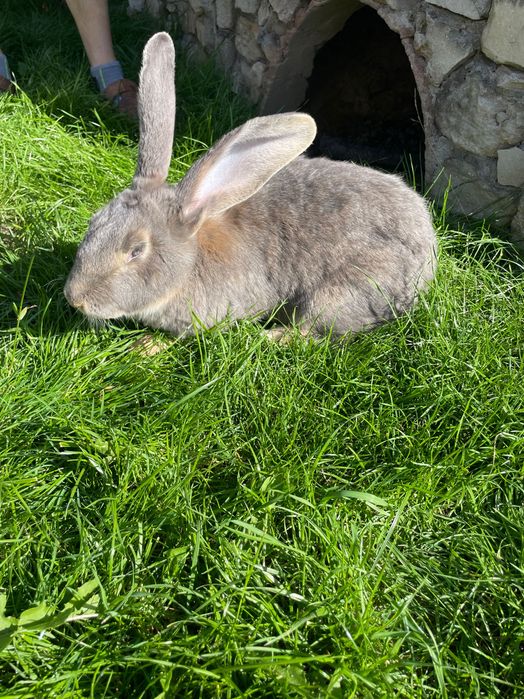 Króliki Samice do rozrodu