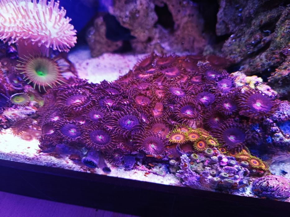 Coral Zoanthus Playboy run