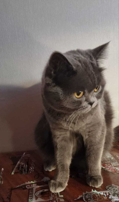 Вязка котів/ шукаємо нареченого для кішки