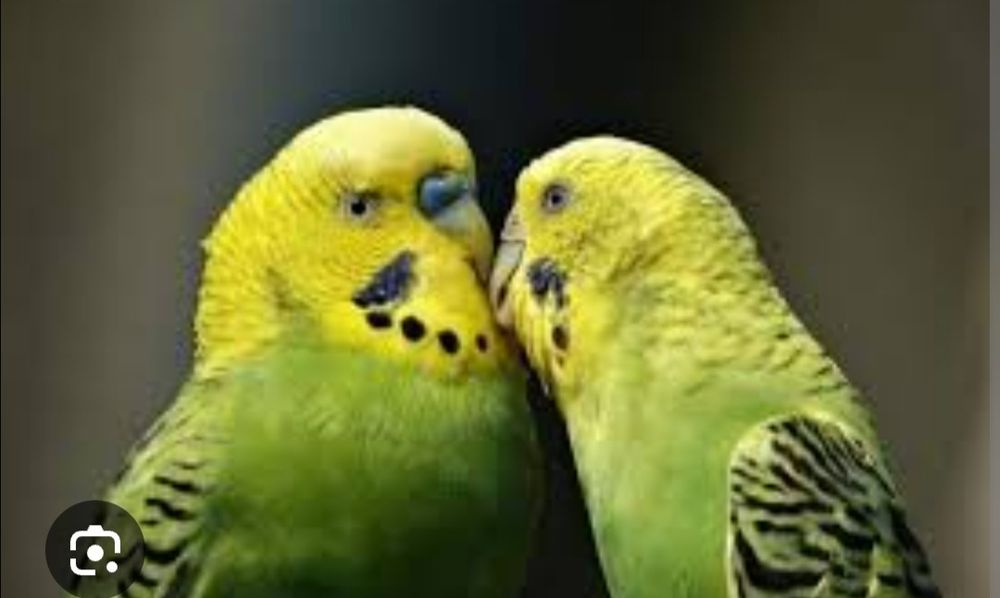 piriquitos várias cores e casais o preço é para unidades