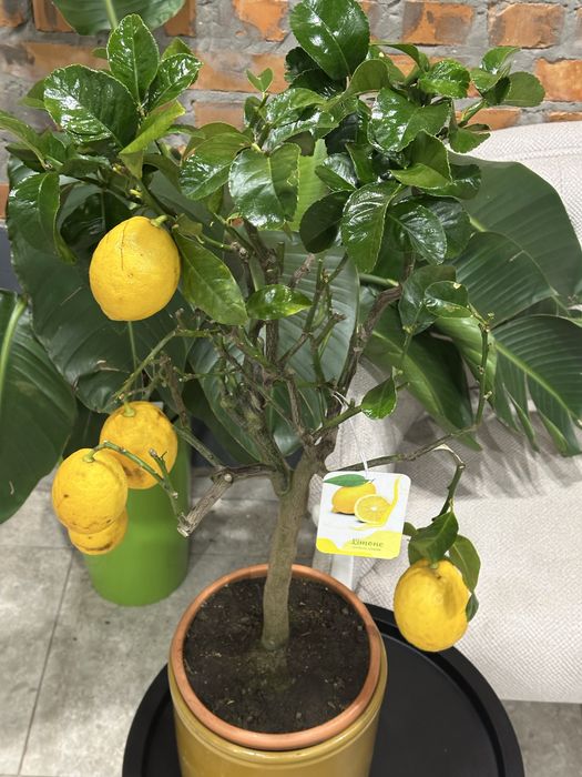 Цитрусові дерева Кумкват, Лимонне дерево, лаймкват, каламондин