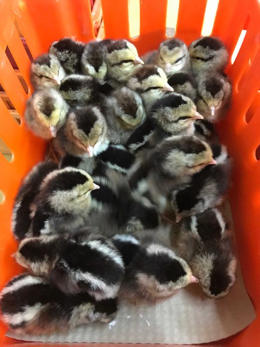 Kurczaki pisklęta nioski, brojlery, Leghorn, Greenshell, Sussex, Rosa