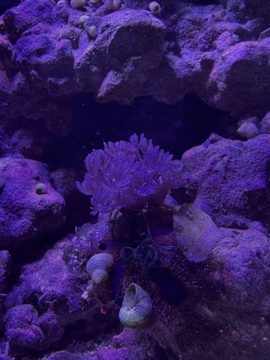 Małe kolonie Xenia na sprzedaż - kilka sztuk