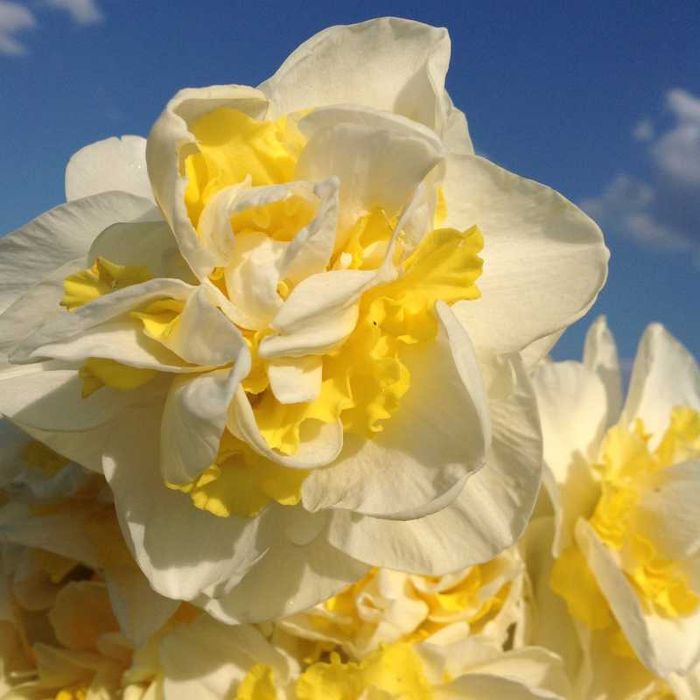 Нарциси різних сортів та кольорів