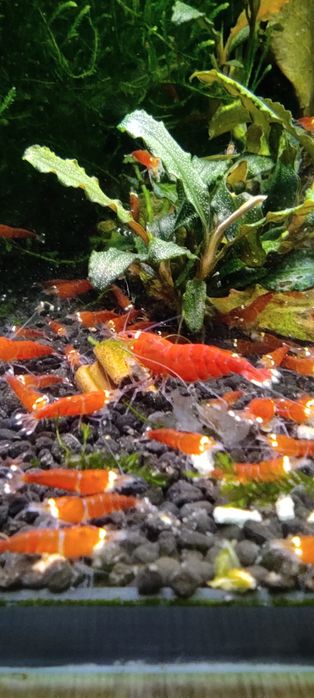 Krewetki Caridina -Super Crystal Red