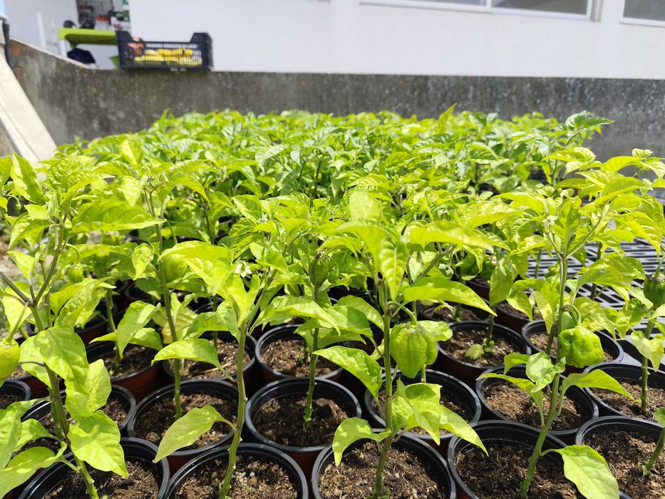 Carolina Reaper para venda Mafra