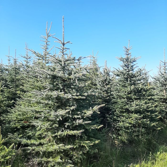 Piękny świerk prosto z plantacji