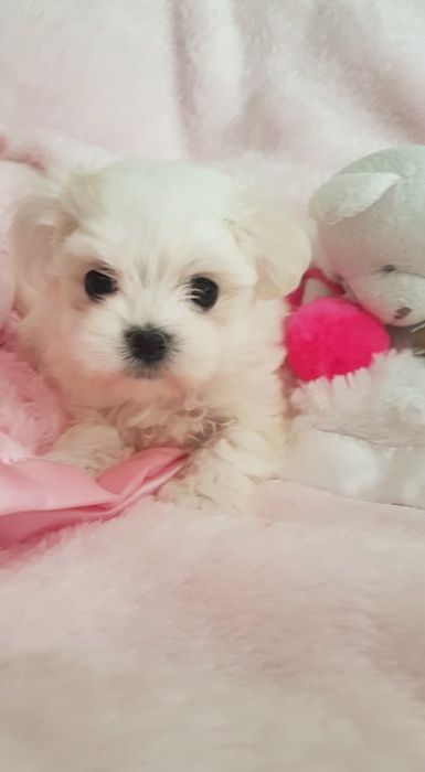 Maltańczyk Mini Piesek z Rodowodem. Przepiękny, czysto biały.