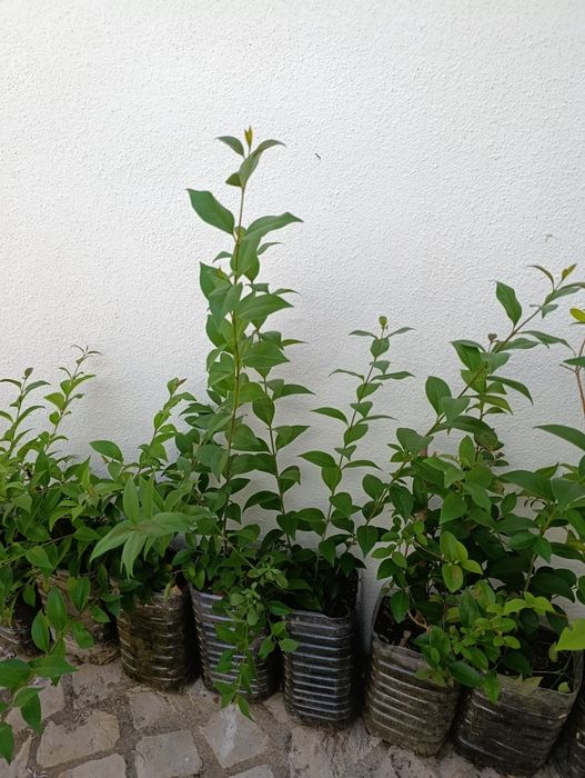 Lote 20 arbustos vedação Ligustrum japonicum