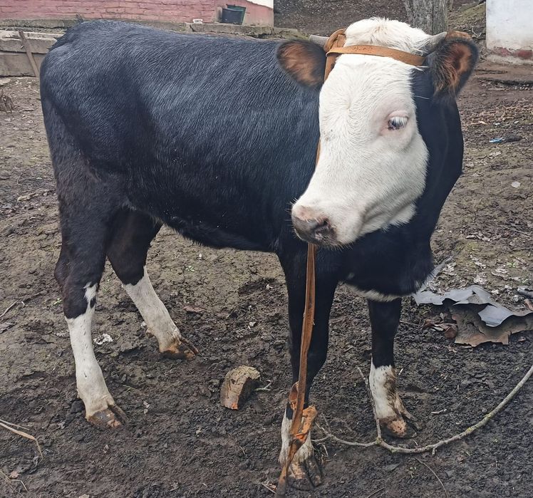 Продам теля на корову,  молоко