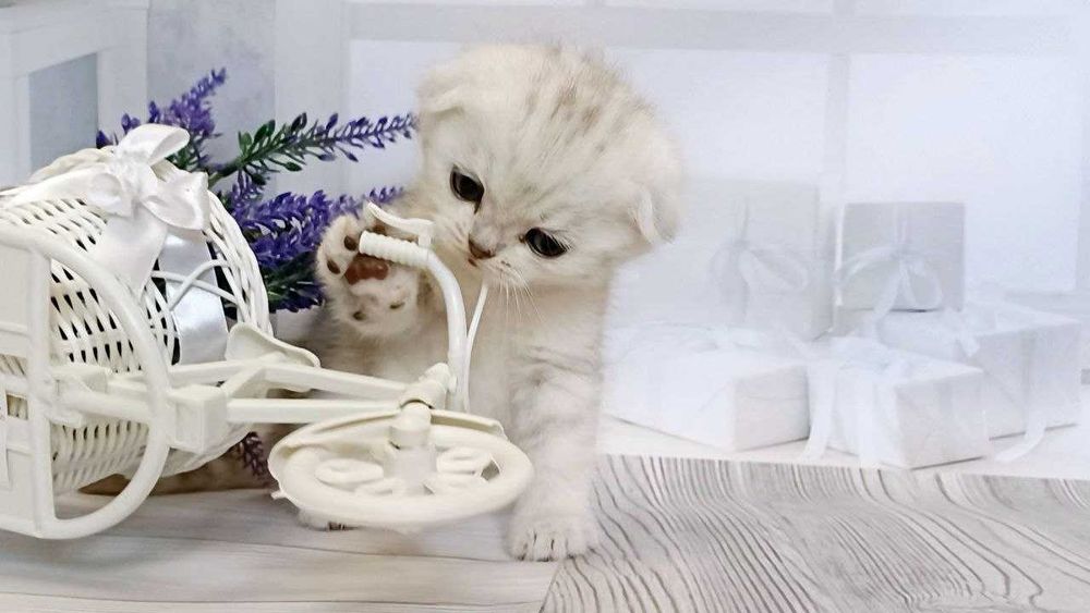 Срібні шиншилки - гарні чистокровні кошенятка .