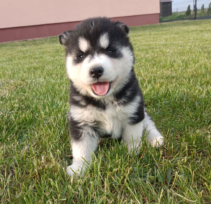 Różnooka suczka Siberian husky z elitarnym rodowodem