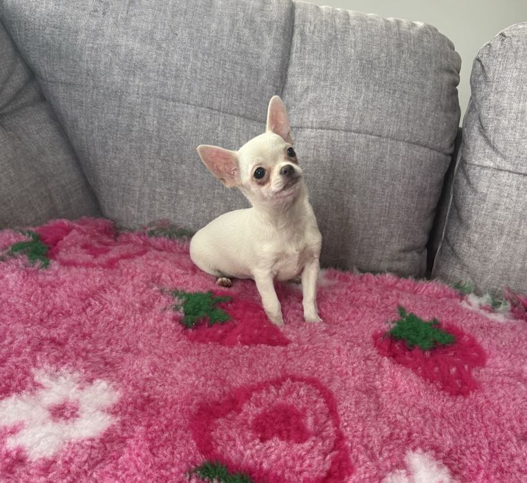 Chihuahua mini sunia kremowa krótkowłosa Frisby
