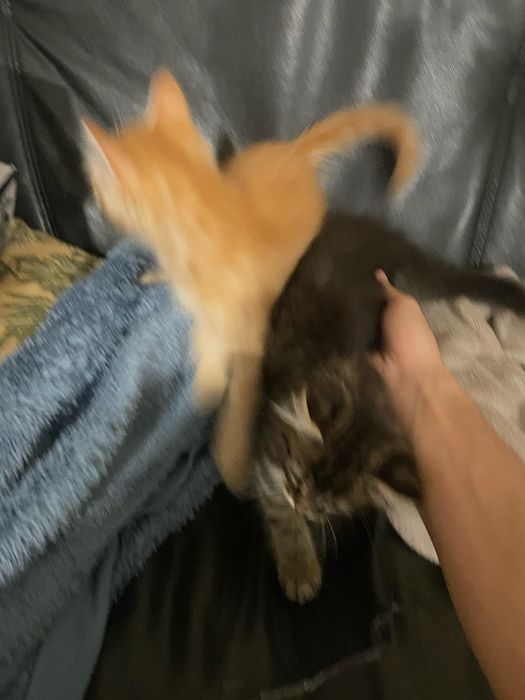 Da se gatinhos (2 meses)