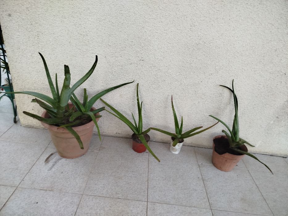 Vasos de aloe vera