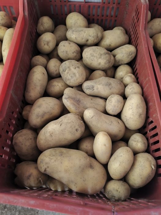 Batata nova 13€ a caixa