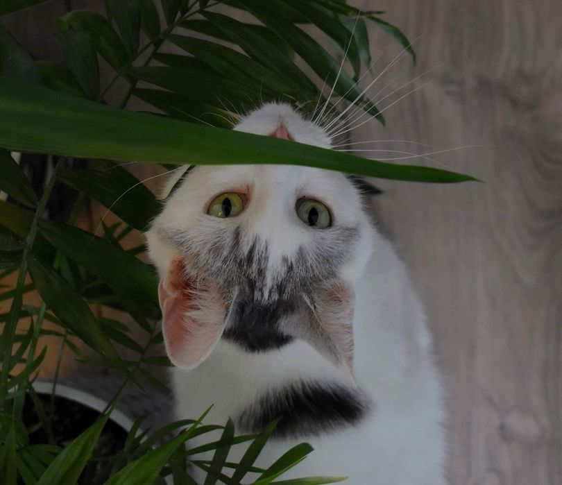 Słodki Diego czeka na adopcje