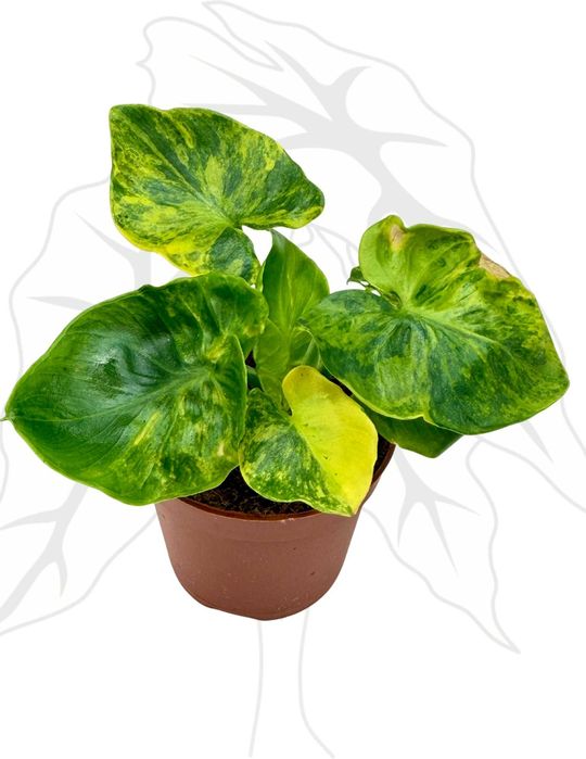 Philodendron Atom Aurea Ø-6 cm H-10 cm