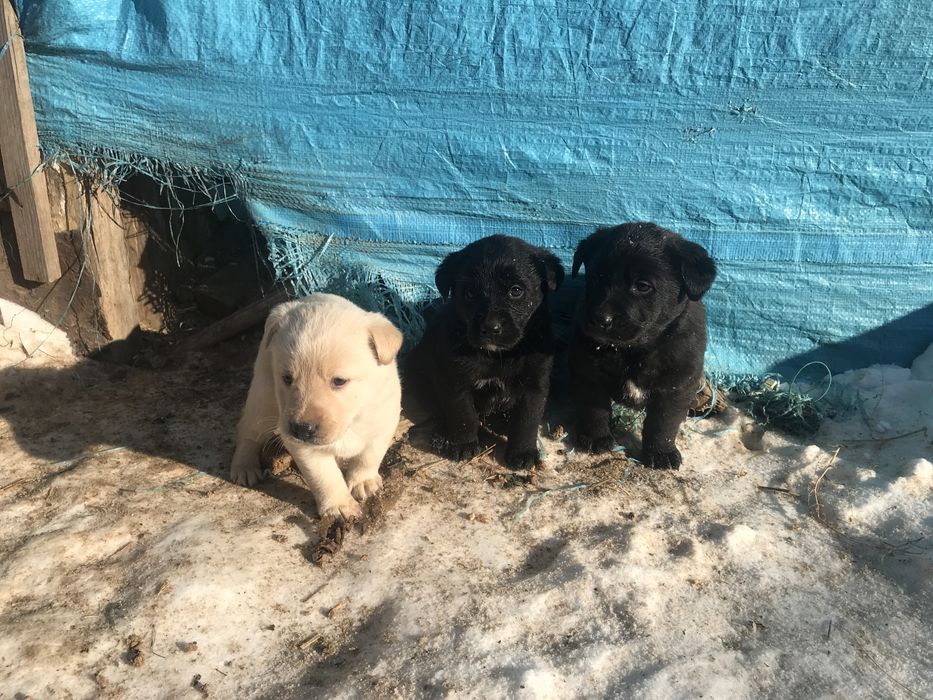 Продам лабрадор ретрівер