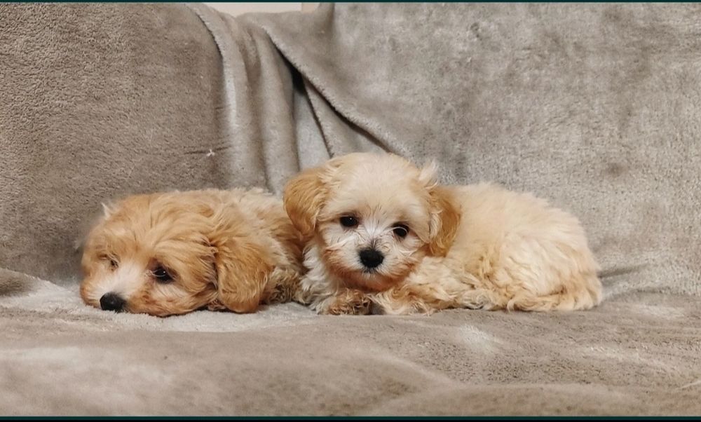 Śliczne Szczeniąta Maltiploo Maltańczyk/Pudel • GOTOWY DO ODBIORU •