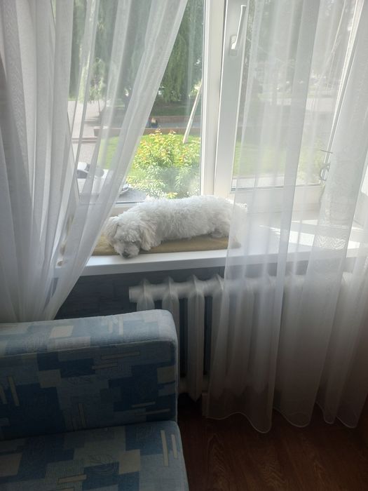 Вязка мальтезе, хлопчик