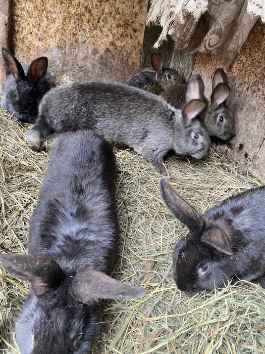 Продам кроликов  180 гр