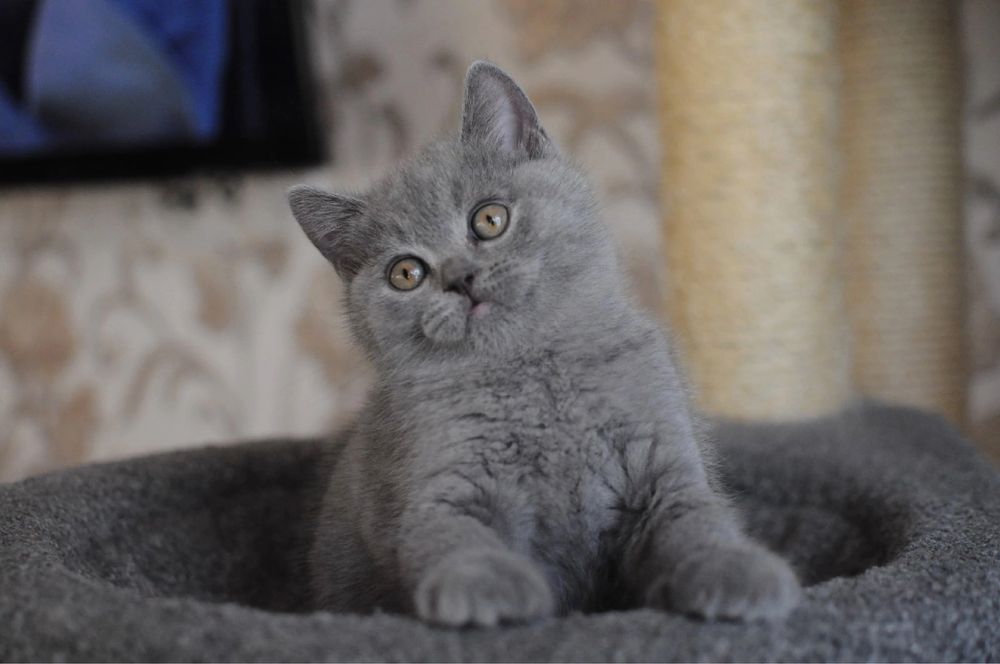 Cudowny kocurek do odbioru