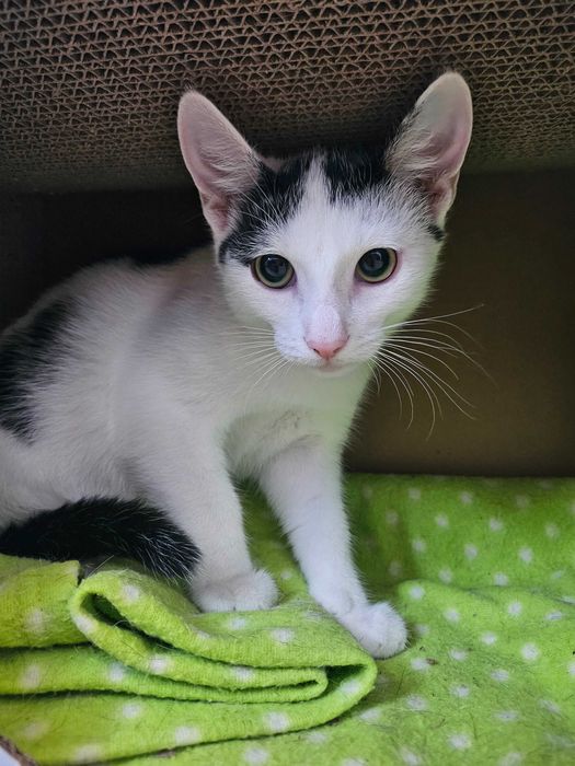 Kotek do adopcji