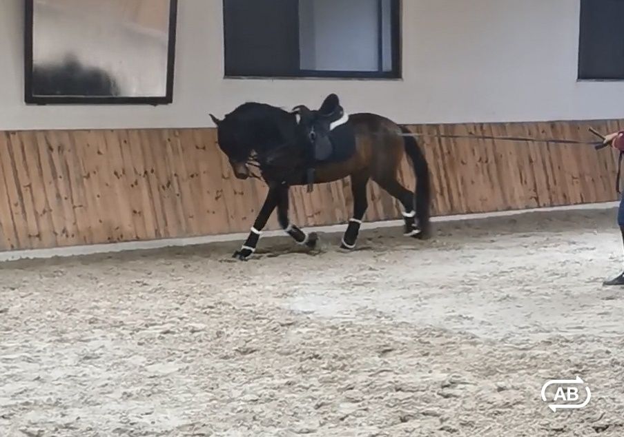 Cavalo Psl 5 anos