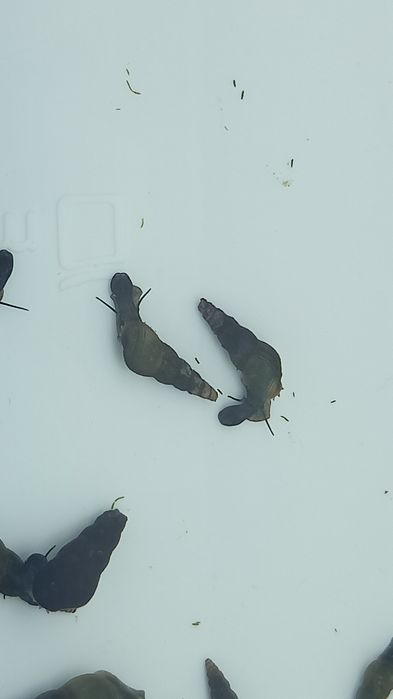 Caracóis Buzios Melanoides