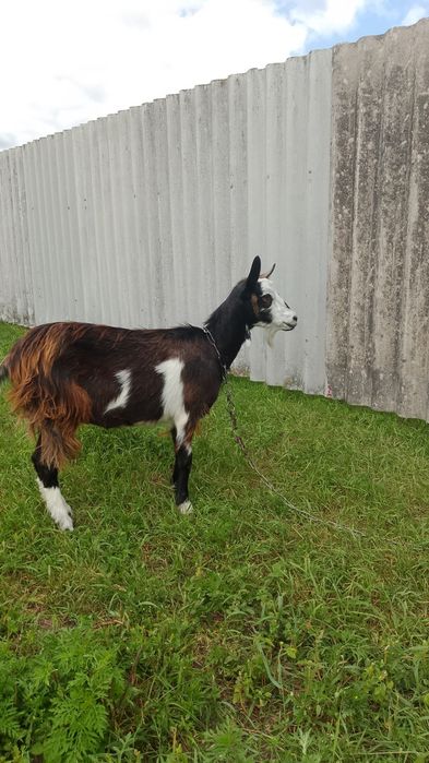 Молодая козочка коза