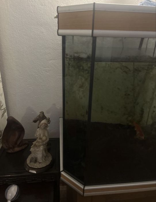 Aquario completo