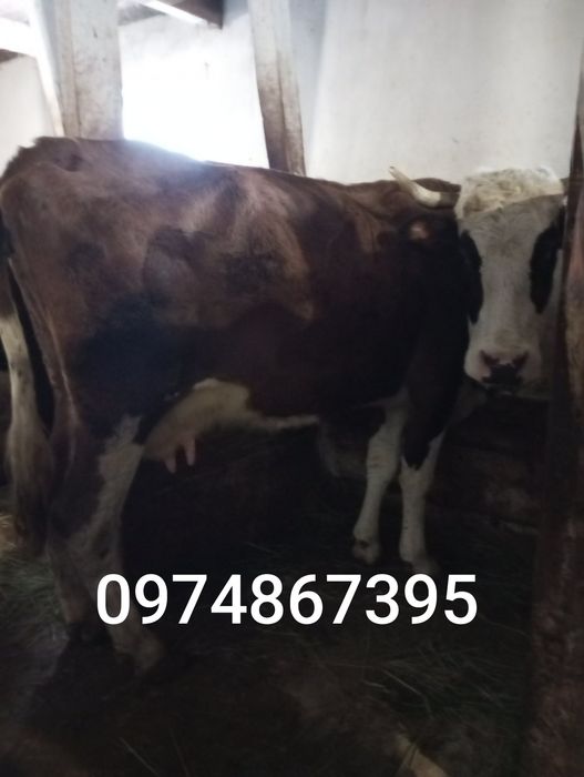 Продається добра корова