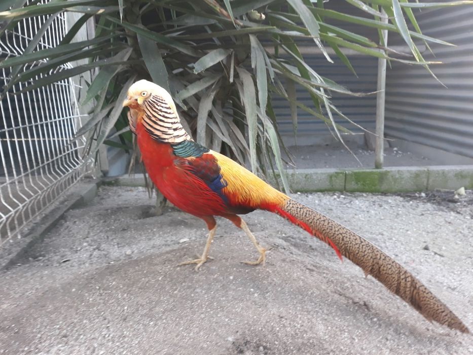 Faisões  ornamentais