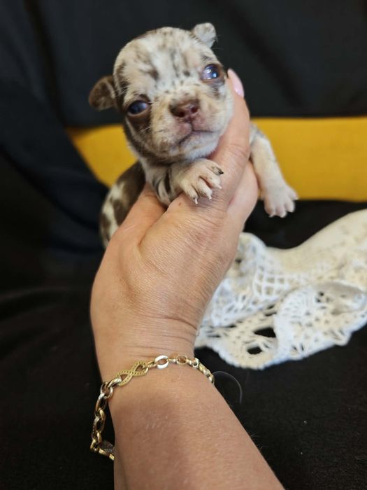 Chihuahua choco merle samiec