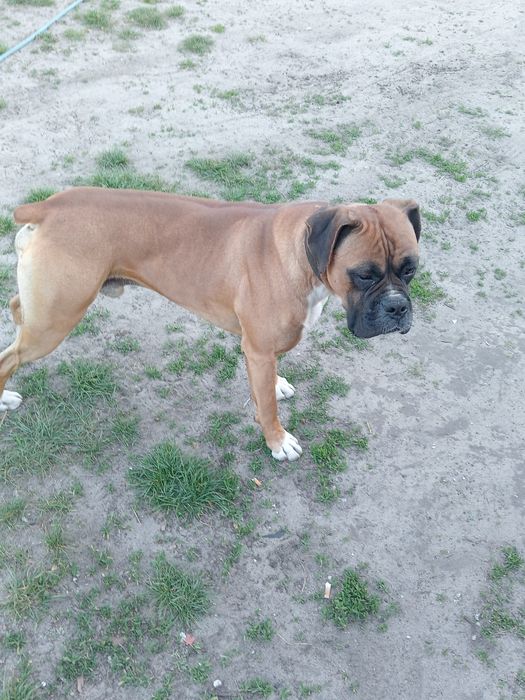 Za darmo pies bokser